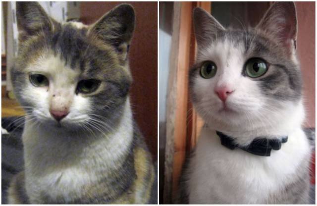 Animals Before And After Adoption (15 pics)