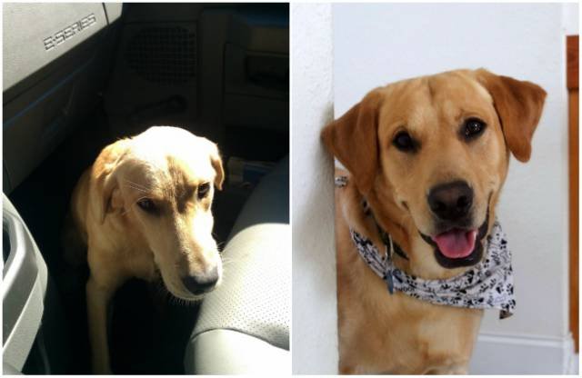 Animals Before And After Adoption (15 pics)