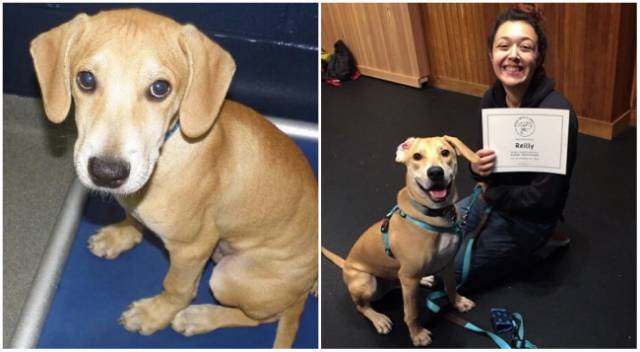 Animals Before And After Adoption (15 pics)