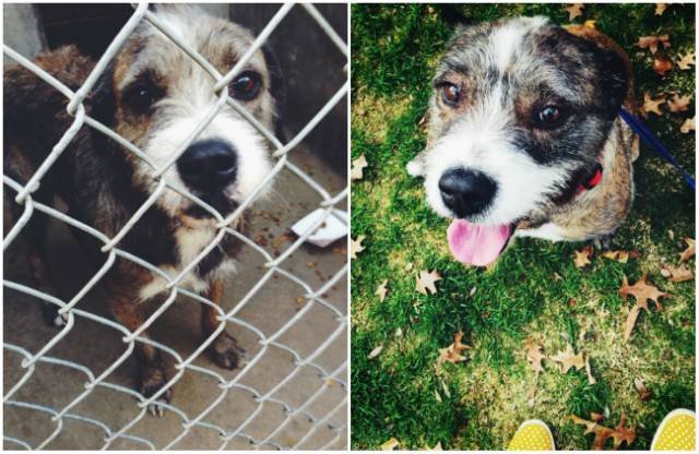 Animals Before And After Adoption (15 pics)