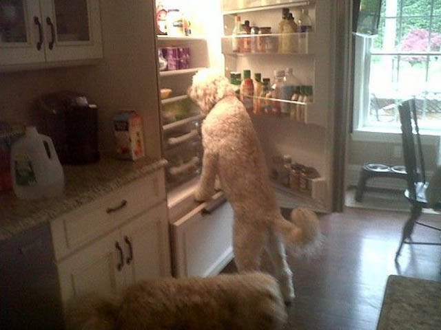 Naughty Animals (32 pics)