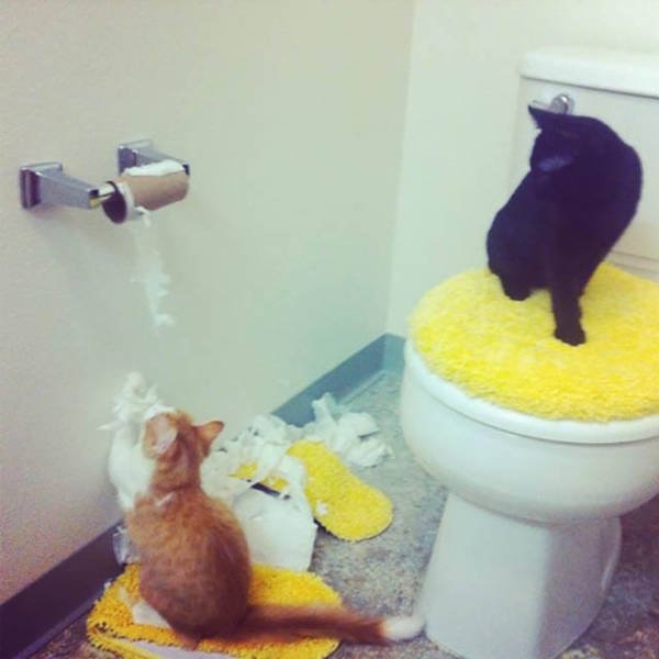 Naughty Animals (32 pics)