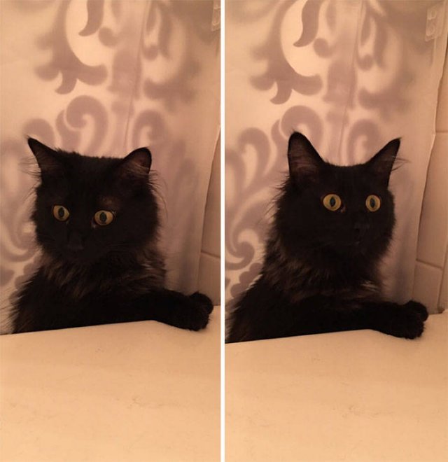 Cats Don't Care About Your Privacy (48 pics)