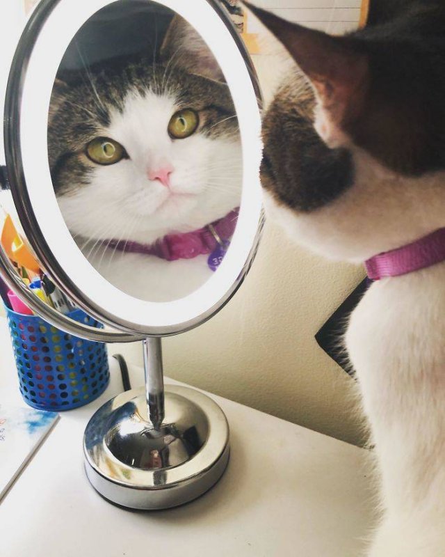 Cats Don't Care About Your Privacy (48 pics)