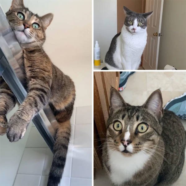 Cats Don't Care About Your Privacy (48 pics)