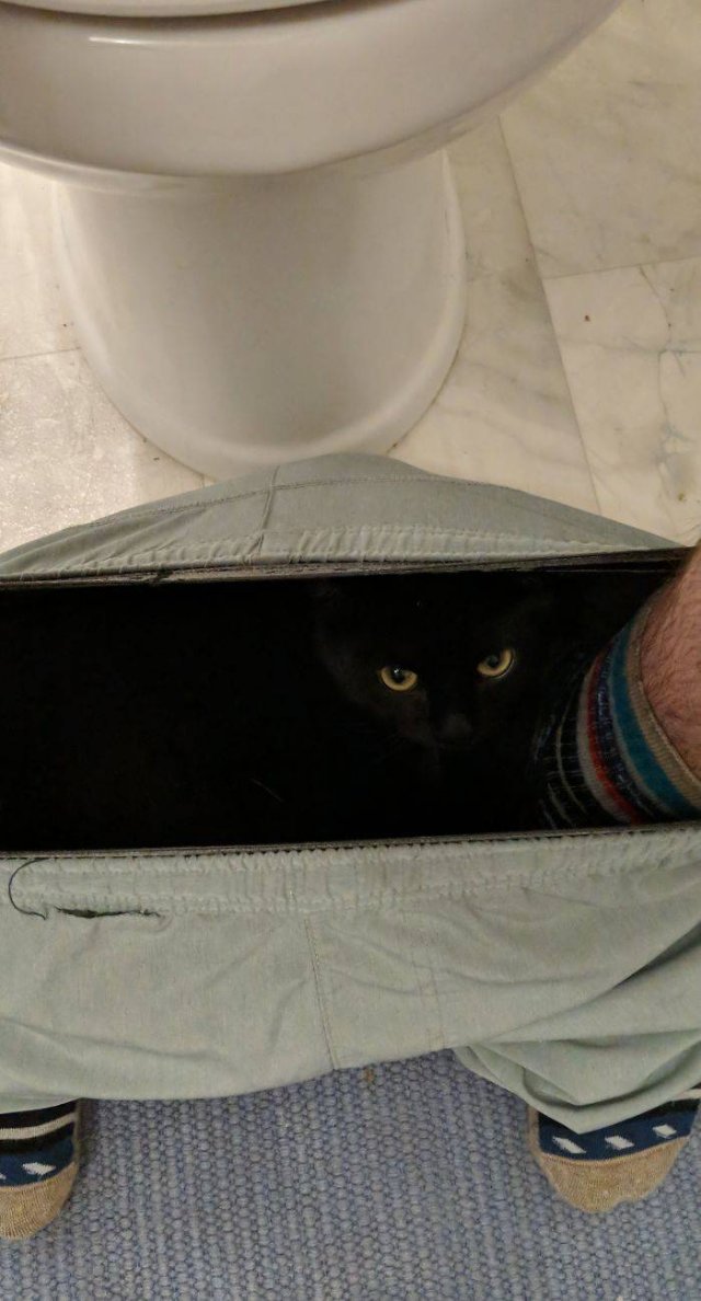 Cats Don't Care About Your Privacy (48 pics)