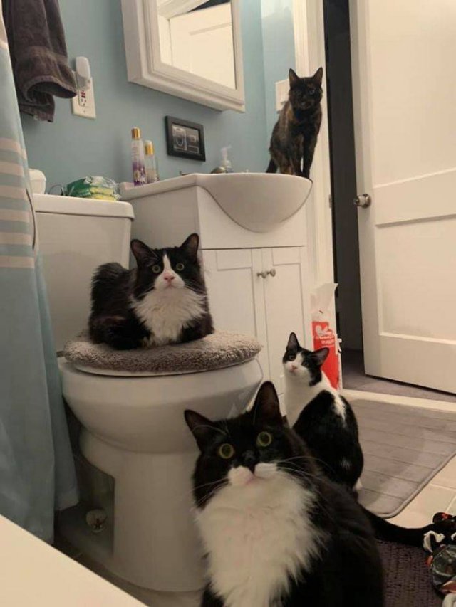 Cats Don't Care About Your Privacy (48 pics)