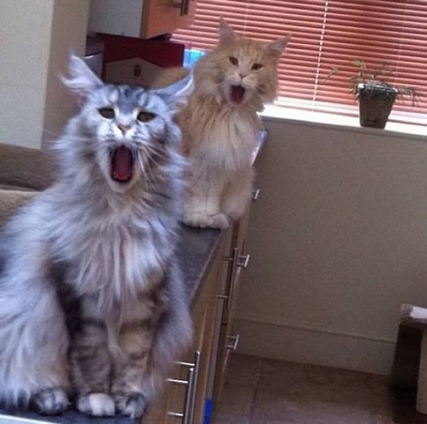 Cats Don't Care About Your Privacy (48 pics)