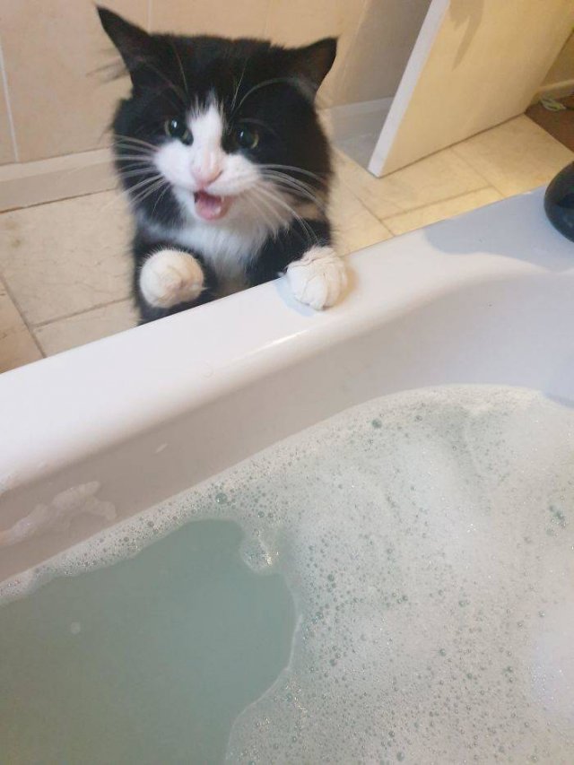 Cats Don't Care About Your Privacy (48 pics)