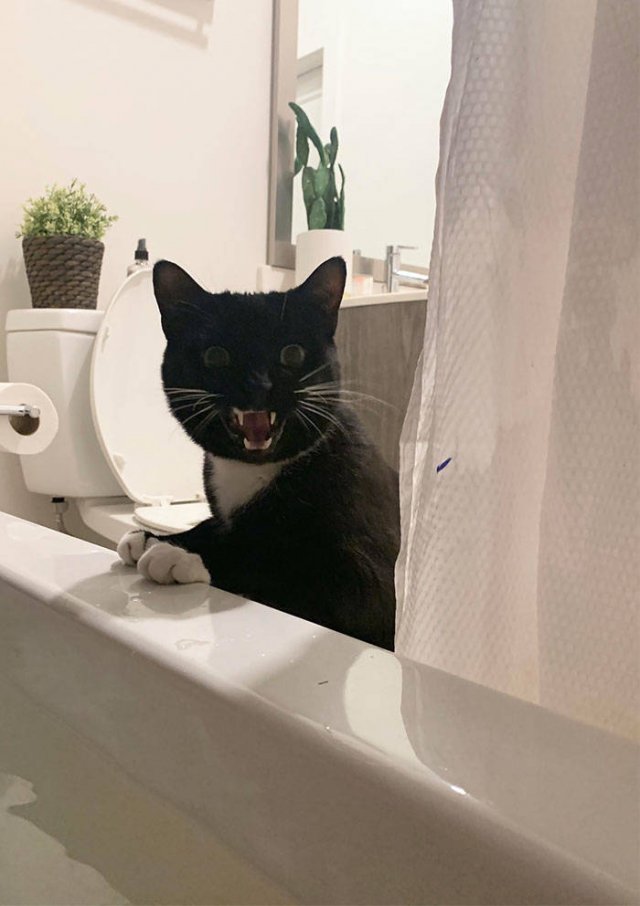 Cats Don't Care About Your Privacy (48 pics)
