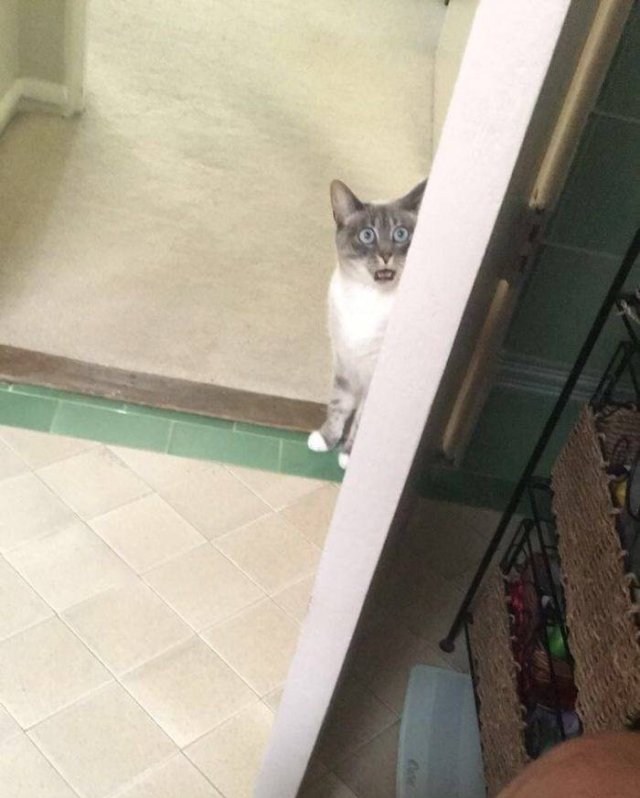 Cats Don't Care About Your Privacy (48 pics)