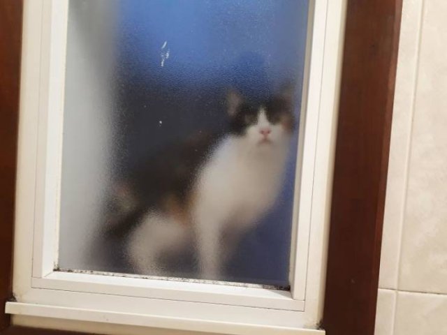 Cats Don't Care About Your Privacy (48 pics)