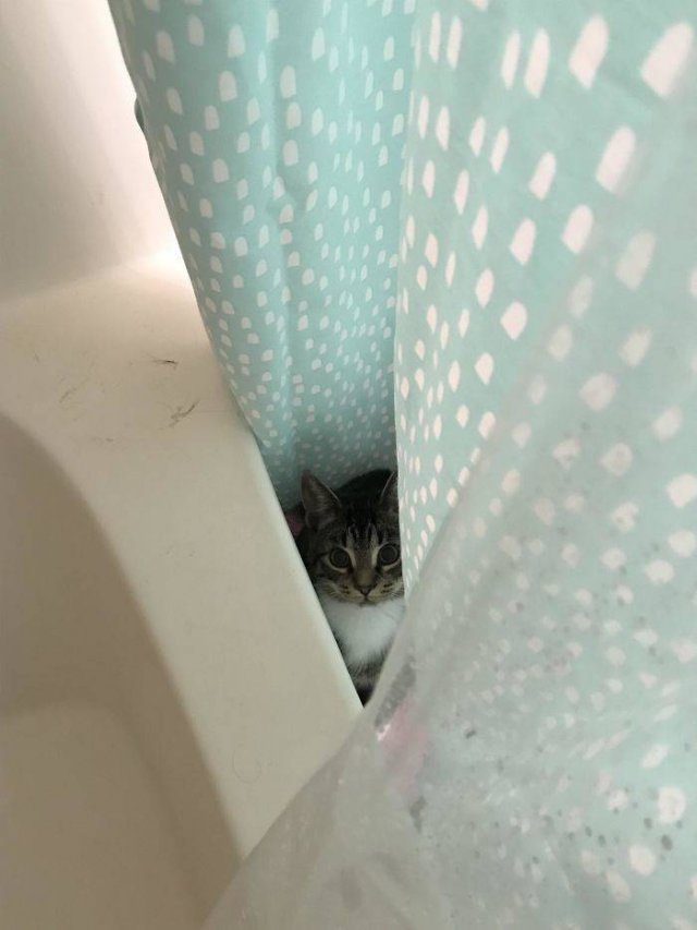Cats Don't Care About Your Privacy (48 pics)