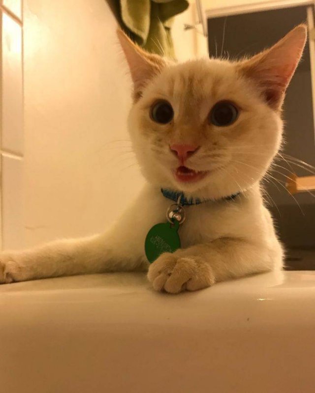 Cats Don't Care About Your Privacy (48 pics)