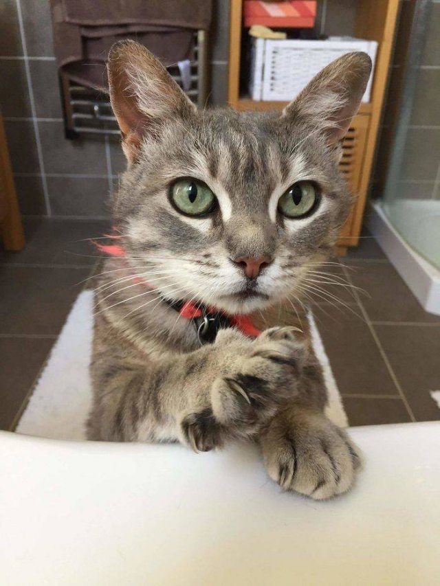 Cats Don't Care About Your Privacy (48 pics)