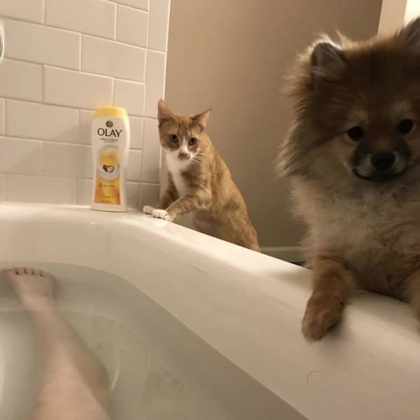 Cats Don't Care About Your Privacy (48 pics)