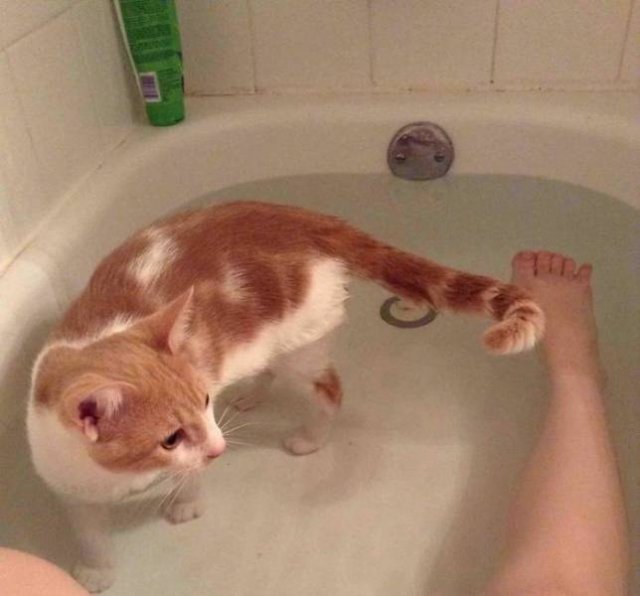 Cats Don't Care About Your Privacy (48 pics)