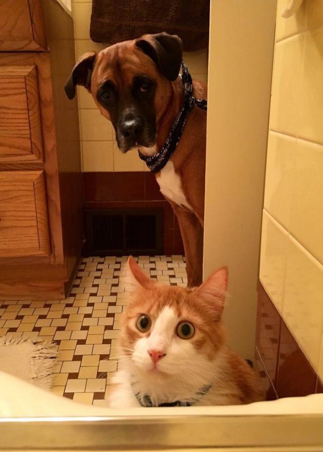 Cats Don't Care About Your Privacy (48 pics)