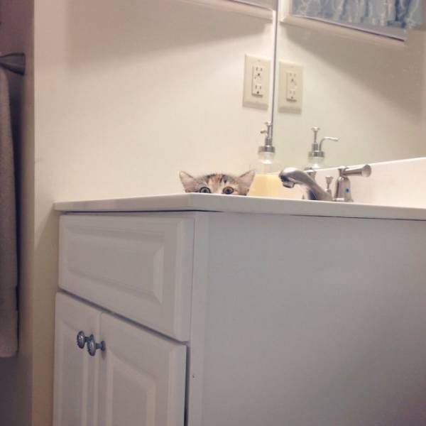 Cats Don't Care About Your Privacy (48 pics)