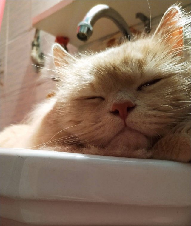 Cats Don't Care About Your Privacy (48 pics)