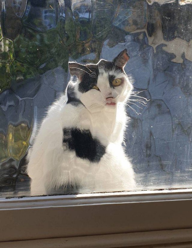 Cats Don't Care About Your Privacy (48 pics)