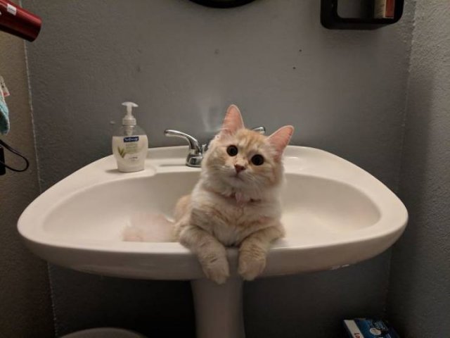 Cats Don't Care About Your Privacy (48 pics)