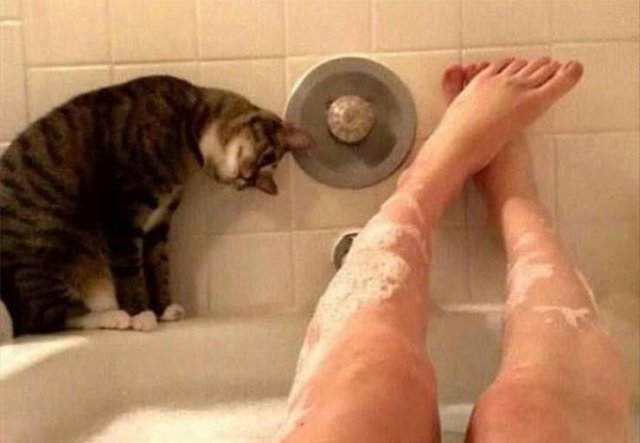 Cats Don't Care About Your Privacy (48 pics)