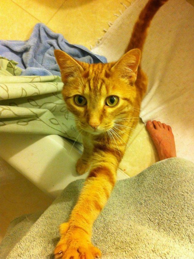 Cats Don't Care About Your Privacy (48 pics)