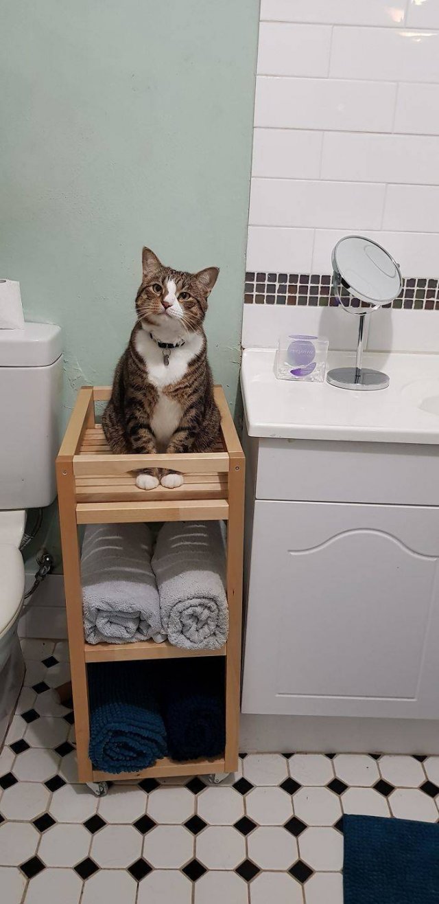 Cats Don't Care About Your Privacy (48 pics)