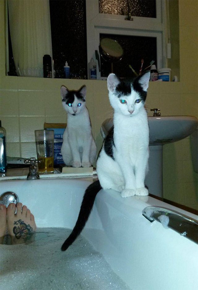Cats Don't Care About Your Privacy (48 pics)