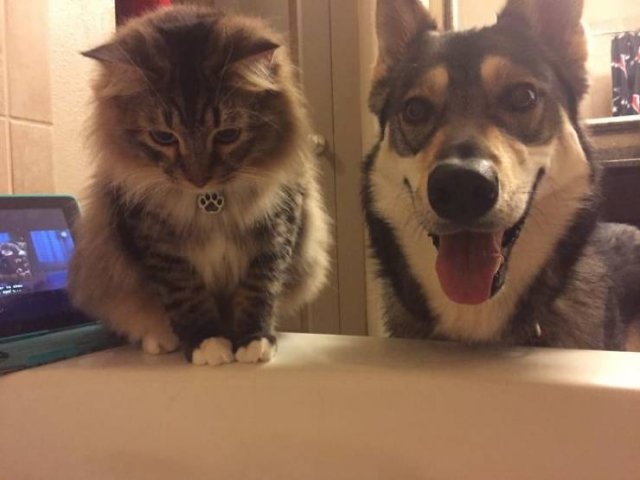 Cats Don't Care About Your Privacy (48 pics)