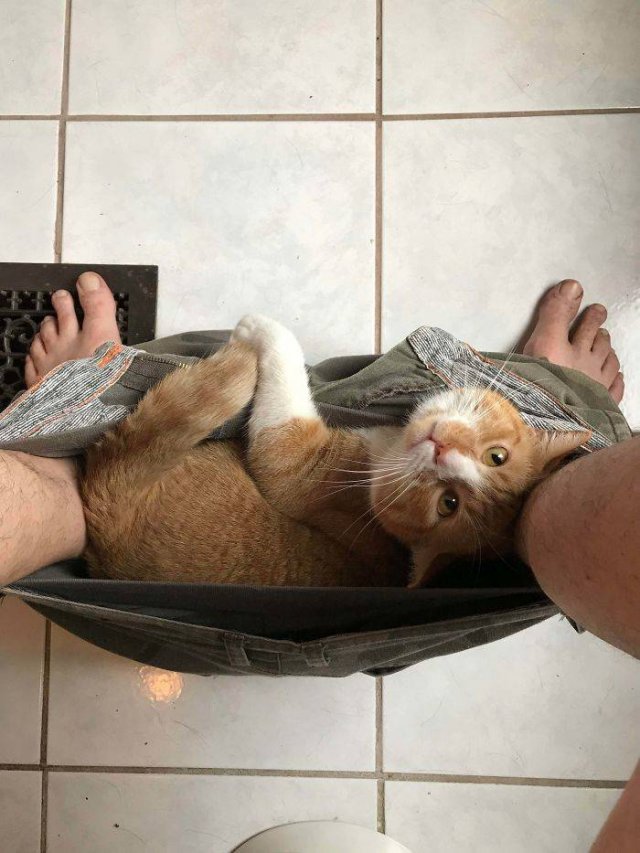 Cats Don't Care About Your Privacy (48 pics)