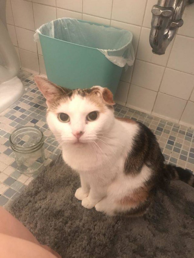 Cats Don't Care About Your Privacy (48 pics)