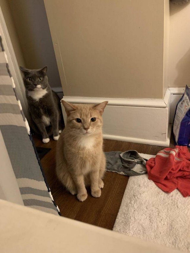 Cats Don't Care About Your Privacy (48 pics)