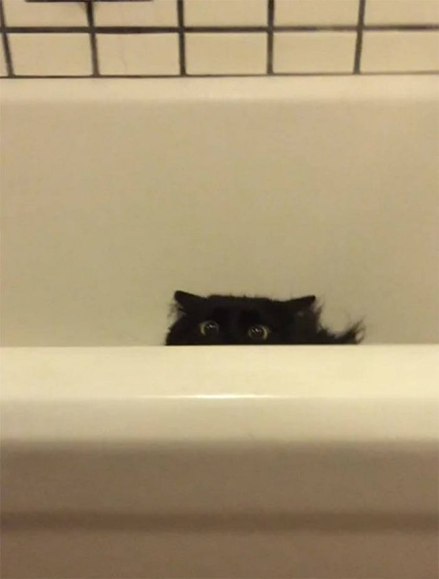 Cats Don't Care About Your Privacy (48 pics)