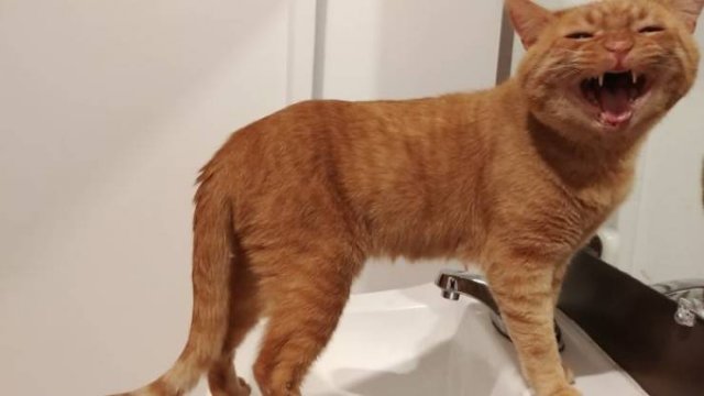 Cats Don't Care About Your Privacy (48 pics)