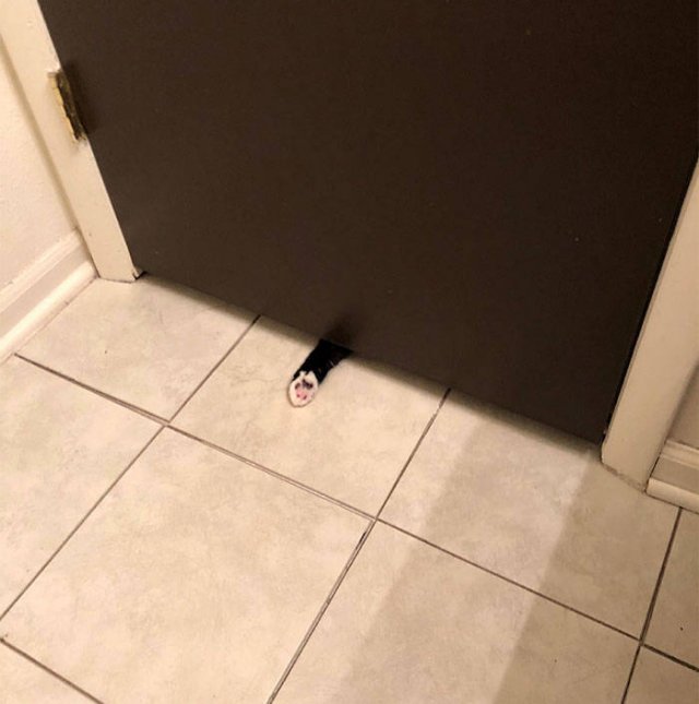 Cats Don't Care About Your Privacy (48 pics)
