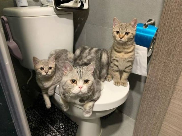 Cats Don't Care About Your Privacy (48 pics)