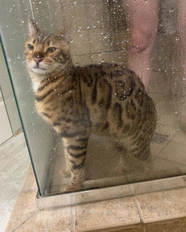 Cats Don't Care About Your Privacy (48 pics)