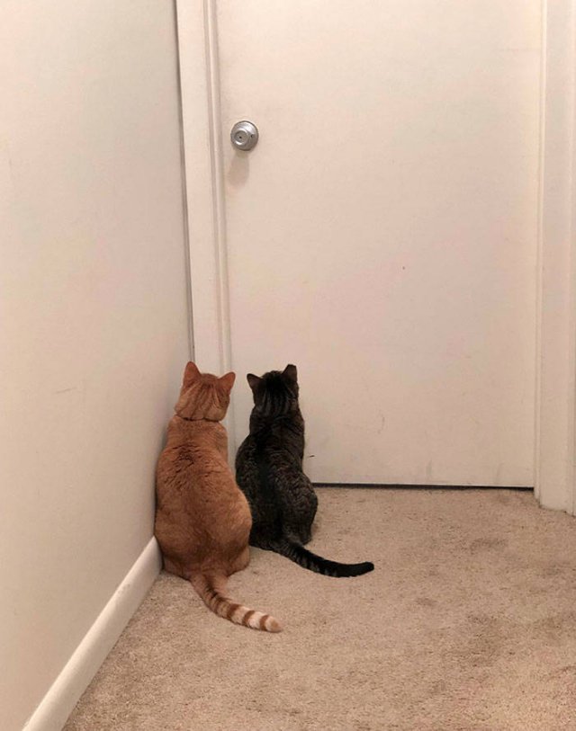 Cats Don't Care About Your Privacy (48 pics)