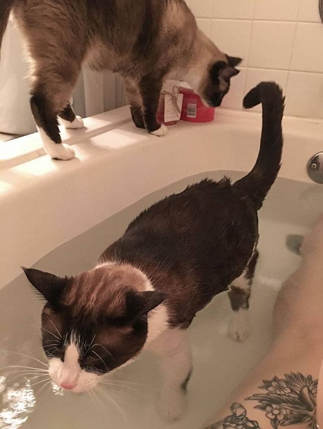 Cats Don't Care About Your Privacy (48 pics)
