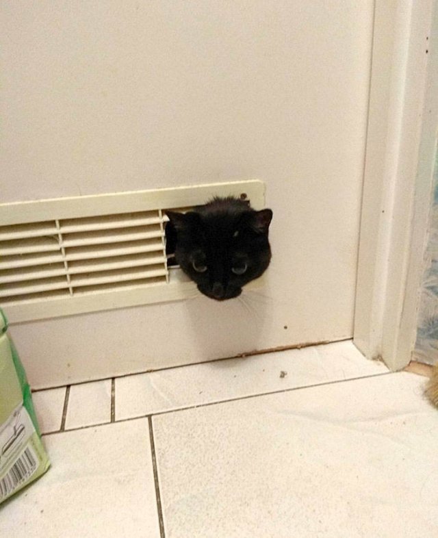 Cats Don't Care About Your Privacy (48 pics)