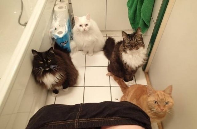 Cats Don't Care About Your Privacy (48 pics)