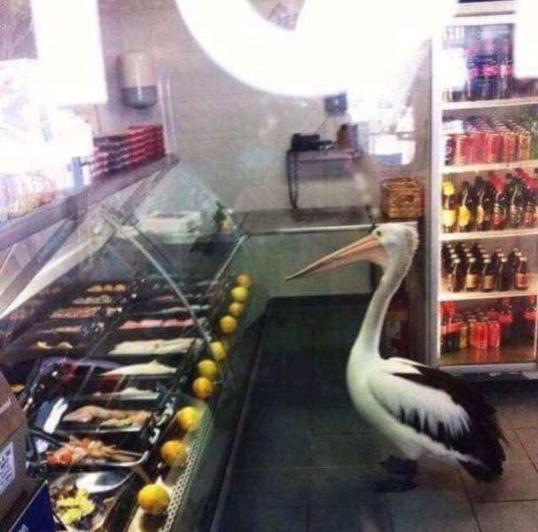 What Is Going On Here? (48 pics)