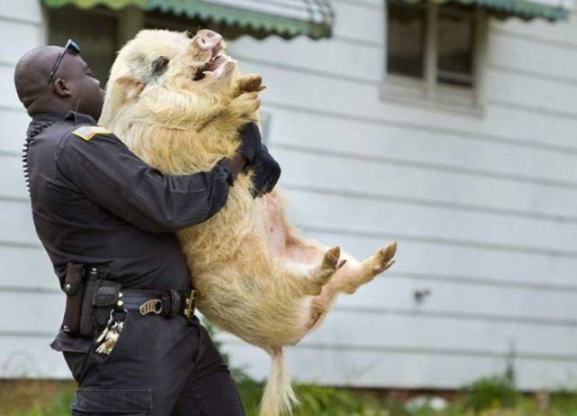 What Is Going On Here? (48 pics)