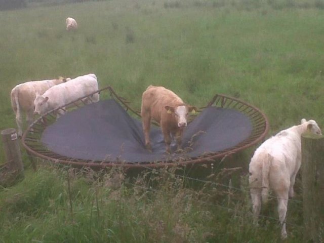 Strange Finds And Situations (49 pics)