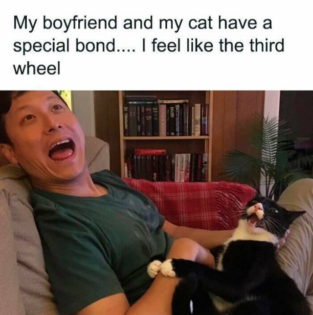 Memes With Cats (26 pics)