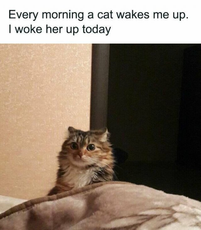 Memes With Cats (26 pics)