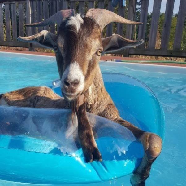 Funny Animals (62 pics)