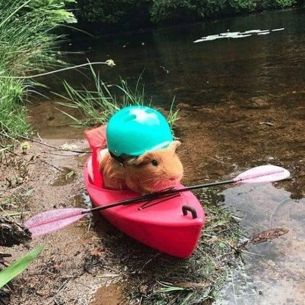 Funny Animals (62 pics)